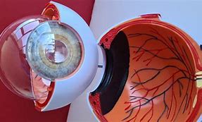 Image result for Retina Del Ojo