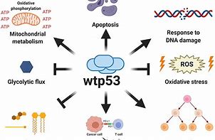 Image result for P53 Cypd