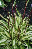 Image result for Hosta Lady in Red
