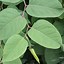 Image result for fallopia_japonica