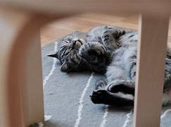 Image result for Cat Laying Down Picture IRL