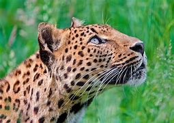 Image result for Yell at a Leopard
