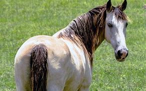 Image result for Quarter Horse
