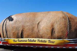 Image result for Largest Potato Pics