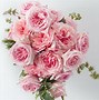 Image result for Pink Garden Roses