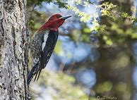 Image result for Sphyrapicus ruber
