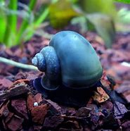 Image result for Blue Apple Snail