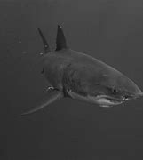 Image result for A Big Shark