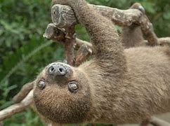 Image result for 2 Toed Sloth