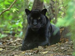 Image result for Puma Black Panther