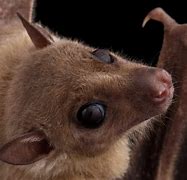 Image result for Fruit Bat Head Side View