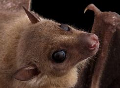 Image result for Small Bat Background