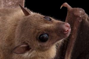 Image result for Adorable Fruit Bats