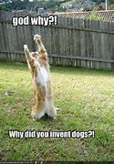 Image result for cute pun animal