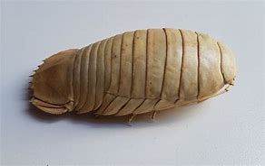 Image result for Baby Giant Isopod