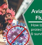 Image result for Avian Flu