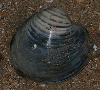 Image result for Ocean Quahog Iceland