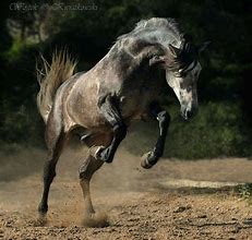 Image result for Horse Photography Unique and Interesting Poses