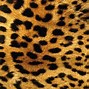 Image result for Animal Print Background