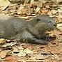 Image result for Otters Brazil