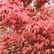 Image result for Acer palmatum Shirazz