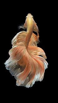Image result for iPhone Fish Wallpaper Type