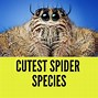 Image result for Smallest Spiders in the World Patu Digua