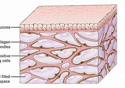 Image result for Interstitial Fluid Is Found