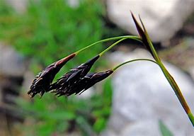 Image result for Carex atrata