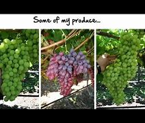 Image result for Grape Vine Supprort Post