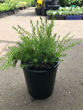 Image result for diosma
