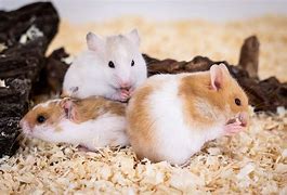 Image result for Colors of Hamsters