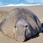 Image result for Heaviest Animal