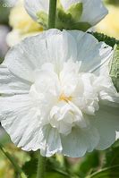 Image result for Alcea rosea double white