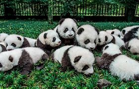 Image result for Cutre Baby Bear and Panda