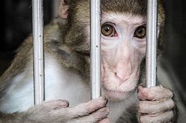 Image result for Animal Testing On Monkeys