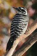 Image result for Nesoctites Picidae