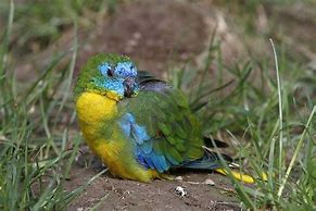Image result for Turquoise Animals