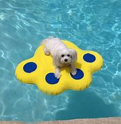 Image result for Dog Pool Float