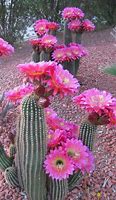Image result for Flowering Cactus Types