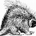 Image result for Cute Cartoon Baby Porcupine
