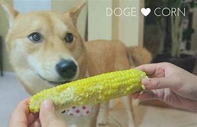Image result for Corn Dog Shiba