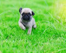 Image result for Cutest Pug in the World