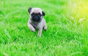 Image result for Very Cute Pugs