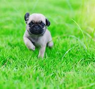 Image result for Dogs Pug Cute