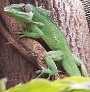 Image result for Cuban Knight Anole Lizard