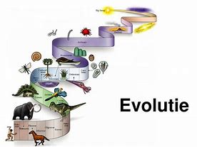 Image result for Evolutie
