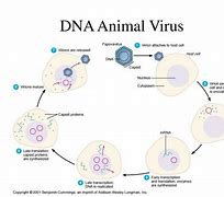Image result for Animal Virus