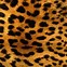 Image result for Cheetah Zebra Print Backgrounds
