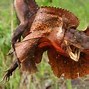 Image result for Dragon Lizard Australia
